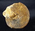 Pyrgotrochus elongatus (SOWERBY 1818) - Bild © FossNet FossilienStore